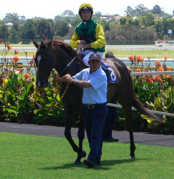 SOLIDWICKEDCRUEL Older half-brother to New Year's Day winner by Discorsi