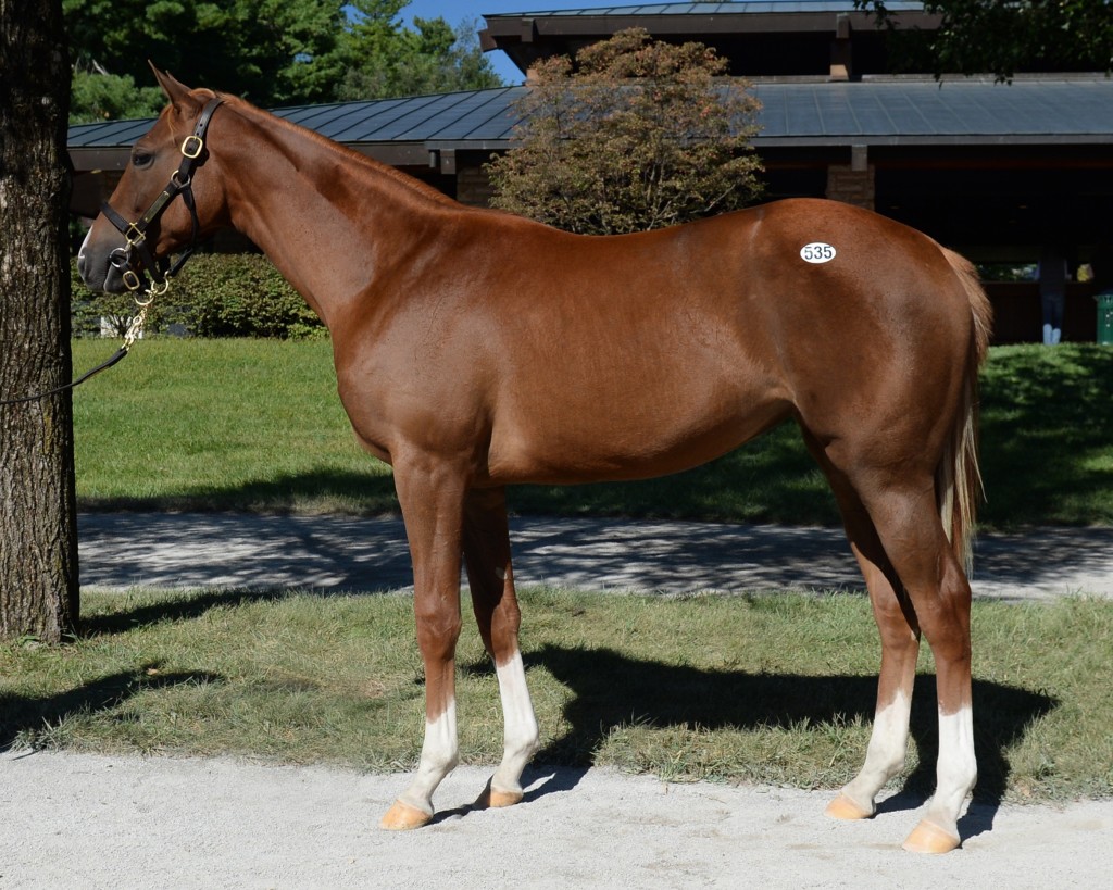 AMERICAIN â€“ QUEEN OF MONEY FILLY