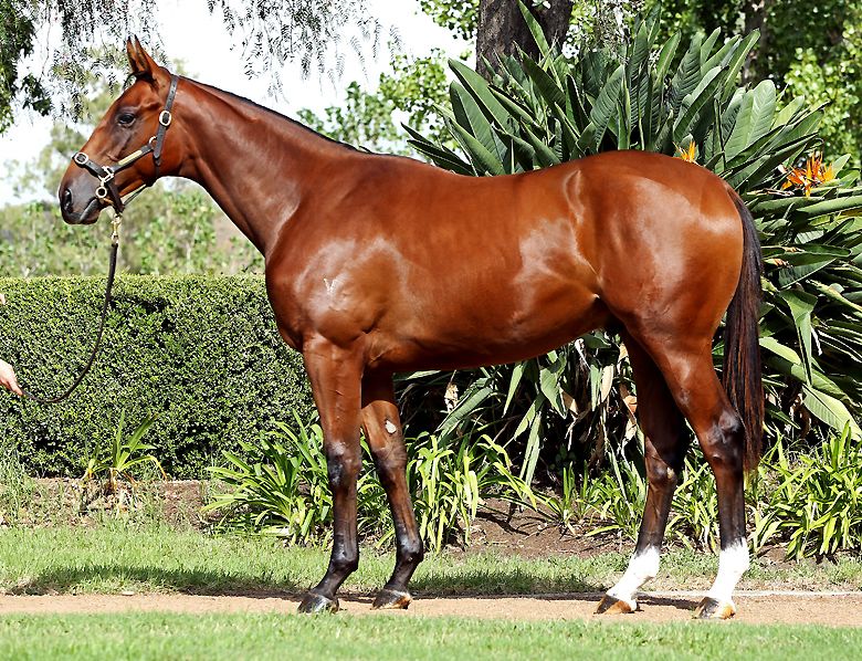 ALL TOO HARD - ALLEZ WONDER COLT