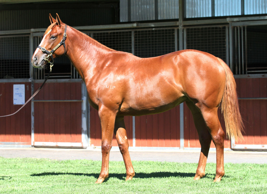 FRANKEL - CHOCOLICIOUS FILLY