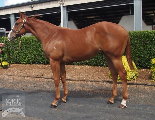 MOSSMAN - THE SPEAR FILLY