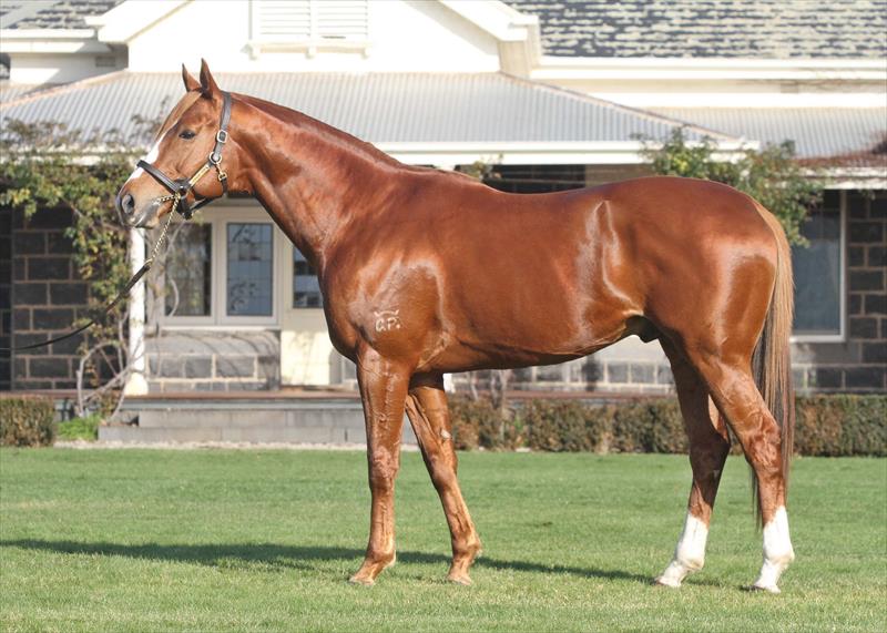 TOORAK TOFF