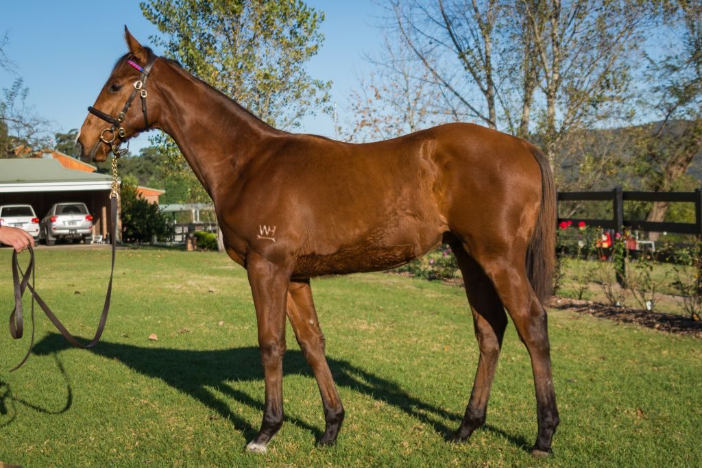 ALL TOO HARD - PENNY BANGER COLT