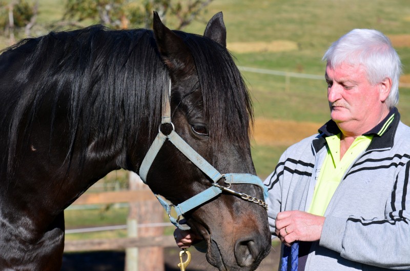 CLANGALANGGG Horse Stud stallions with Leon Wells