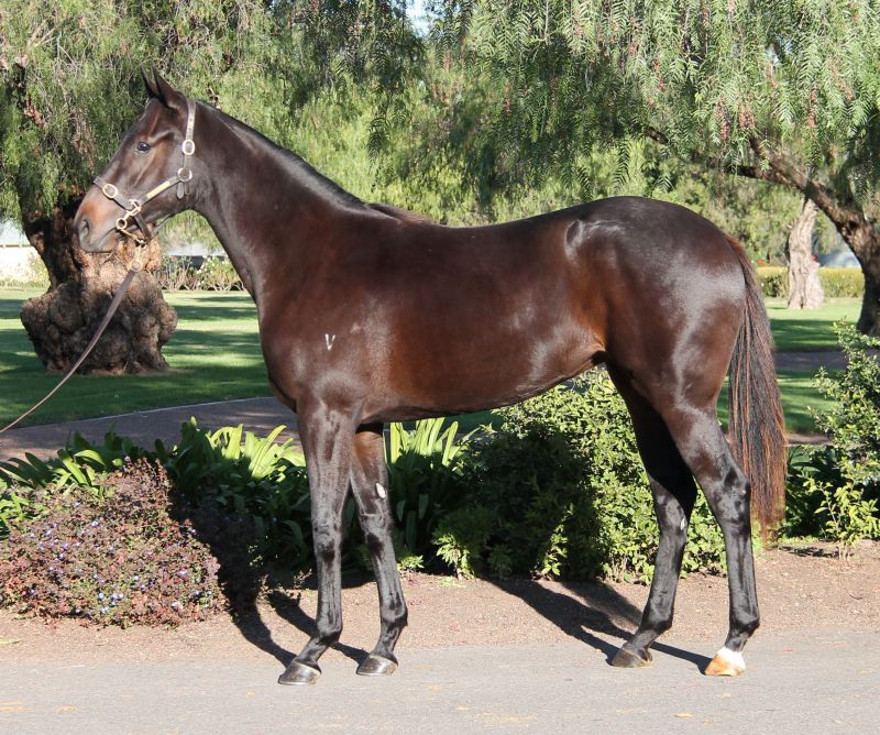 PLUCKY STARPluck filly pictured prior to the Scone yearling sale.