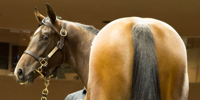 CLIFF HANGERMelbourne Premier graduate from Blue Gum Farm