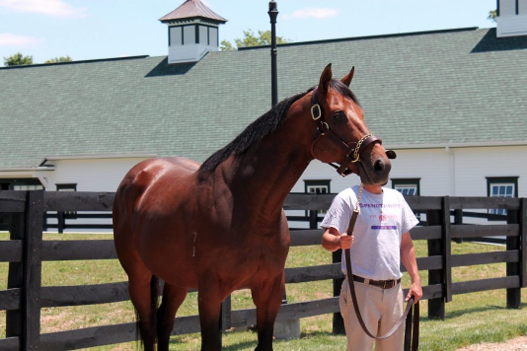 HAMPTON COURTSpendthrift shuttler pictured in Kentucky last week.