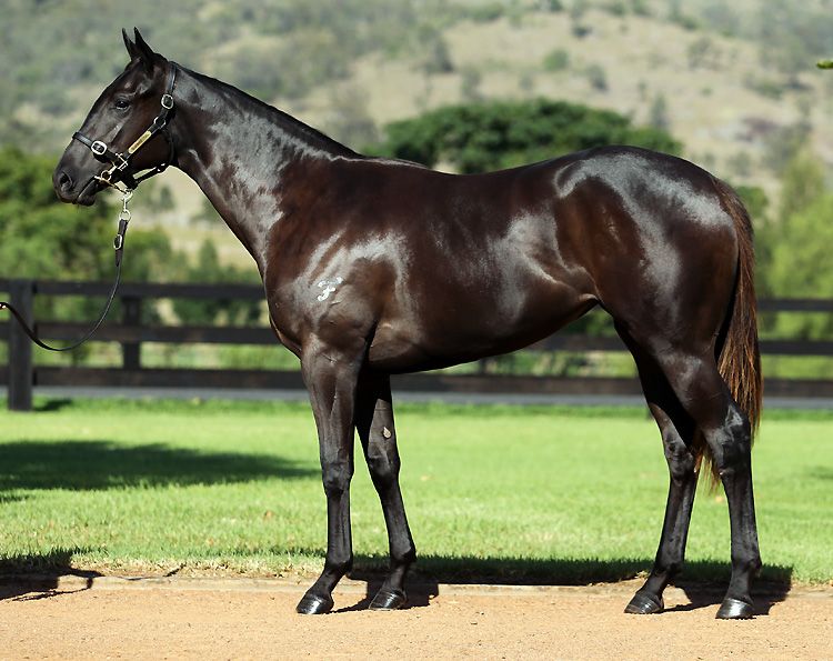 CLOCKWORK ORANGEMore Than Ready filly pictured before the Easter yearling sale