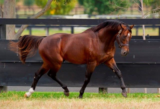 REDOUTE'S CHOICE