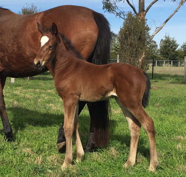 TORONADO - RIVERINA RED FILLY