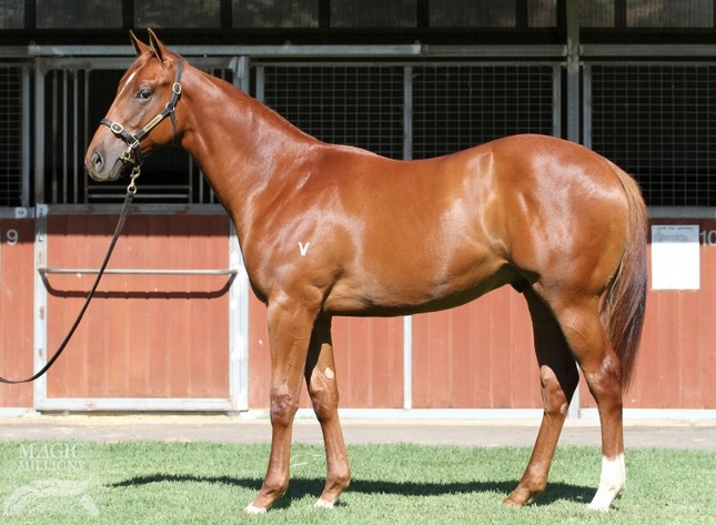 DOMINATIONAll Too Hard colt pictured before the Gold Coast yearling sale