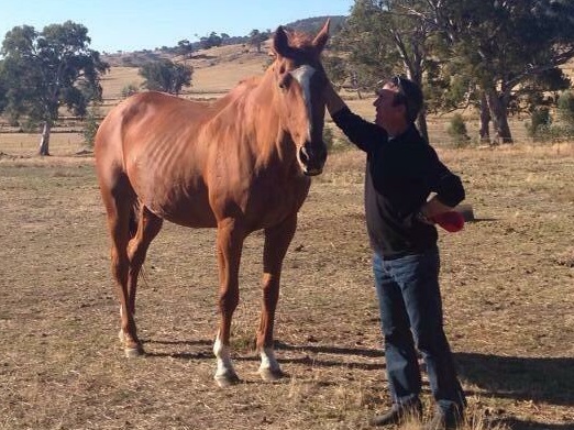 LET'S ELOPEChampion mare pictured with jockey Steven King at Lauriston Park