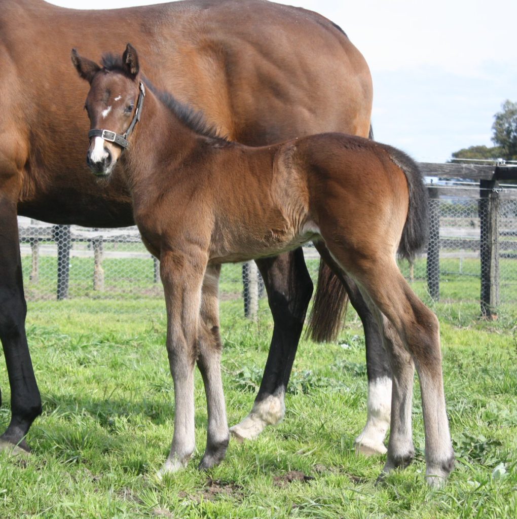 SUN STUD STARTapit half-sister to G1 Del Mar Futurity winner Klimpt