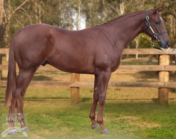 VIDARRPluck winner snapped before the 2015 Magic Millions March yearling sale