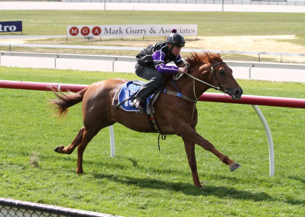 Americain – Zadiamond colt breezes at Cranbourne