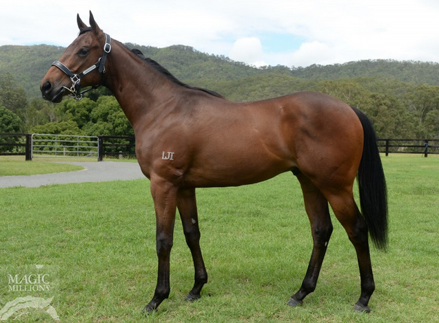 AMERICAN GENIUSDebut Flemington stakes performer pictured before the Gold Coast Magic Millions