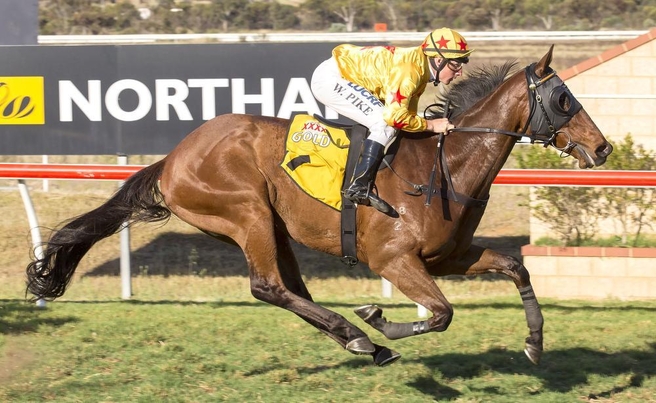 CHOCOLATE HOLICPhoto: Simon Merrit / Western Racepix