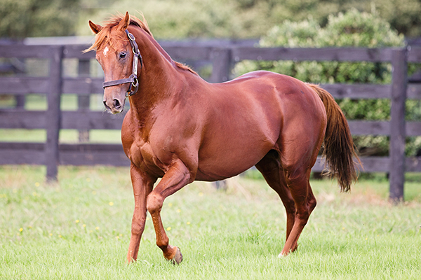 RED GIANT