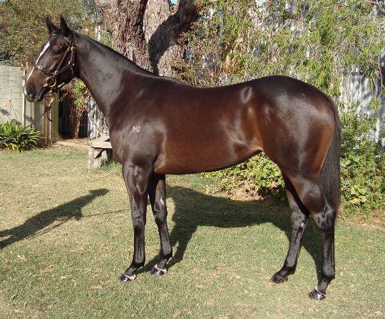 SPIRITUAL GIRLGreta West bred filly pictured prior to the VOBIS Gold yearling sale