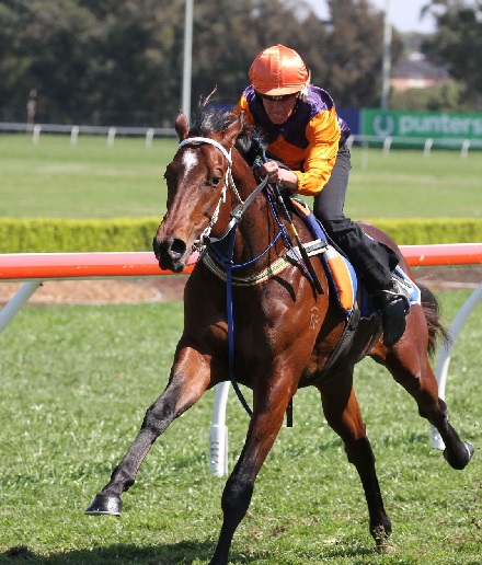 TYCOON TOPSInglis 2YO Sale leader breezes at Canterbury