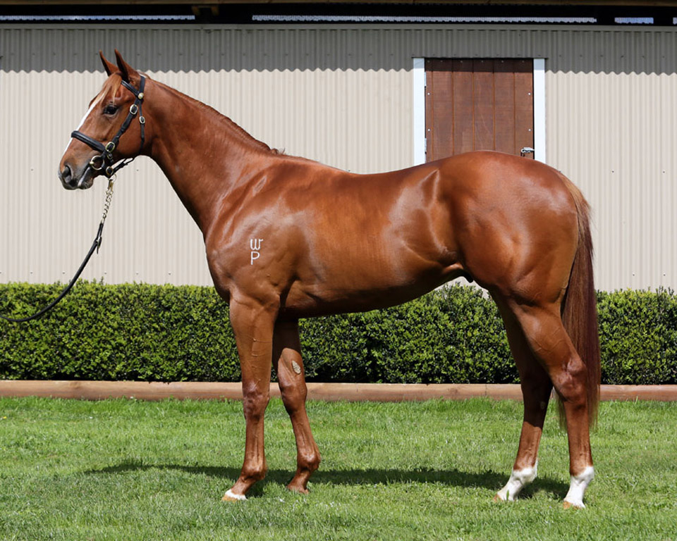 KARAKA LEADERTop-priced Sebring colt purchased by Ultra Thoroughbreds