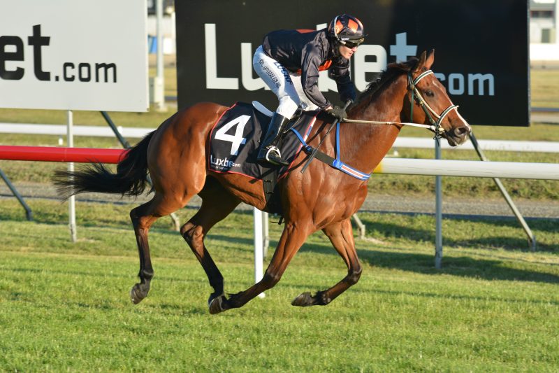 COUNT DA VINCIPhoto / TasRacing