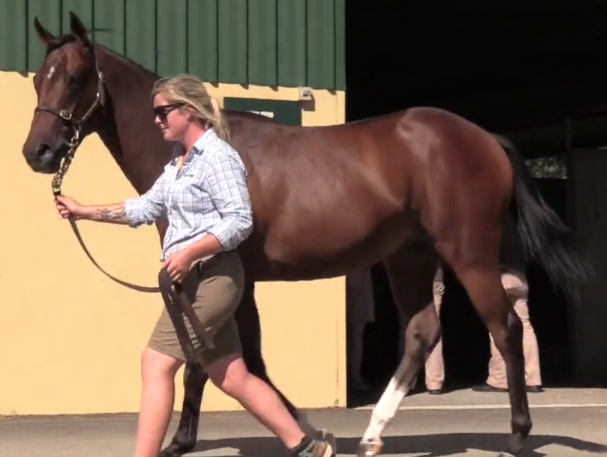 PHELPS GLORYAll American colt parades at the Adelaide Magic Millions